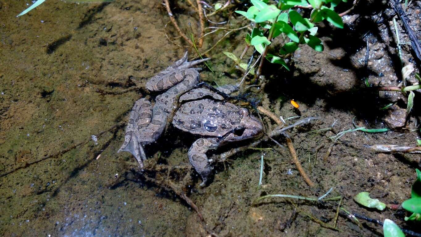 Image of Iberian Painted Frog