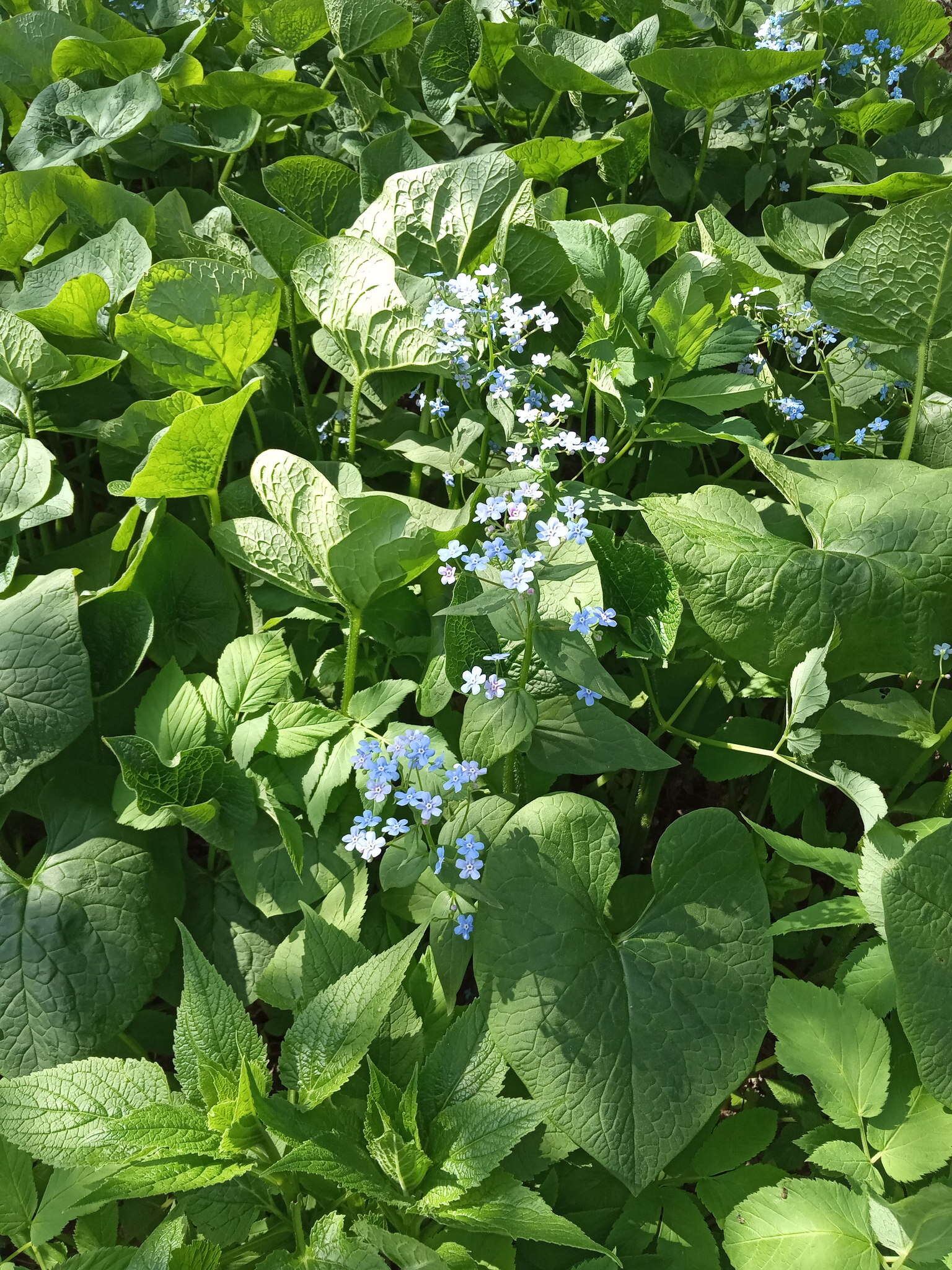 Plancia ëd Brunnera sibirica Stev.