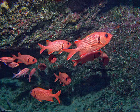 Image of Bigscale Soldierfish