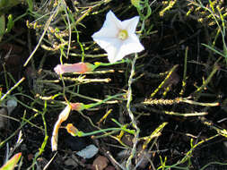 Image de Convolvulus bidentatus Bernh.