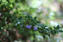 Image of Jovellana violacea (Cav.) G. Don