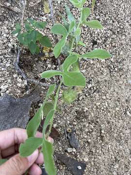 Image of desert passionflower