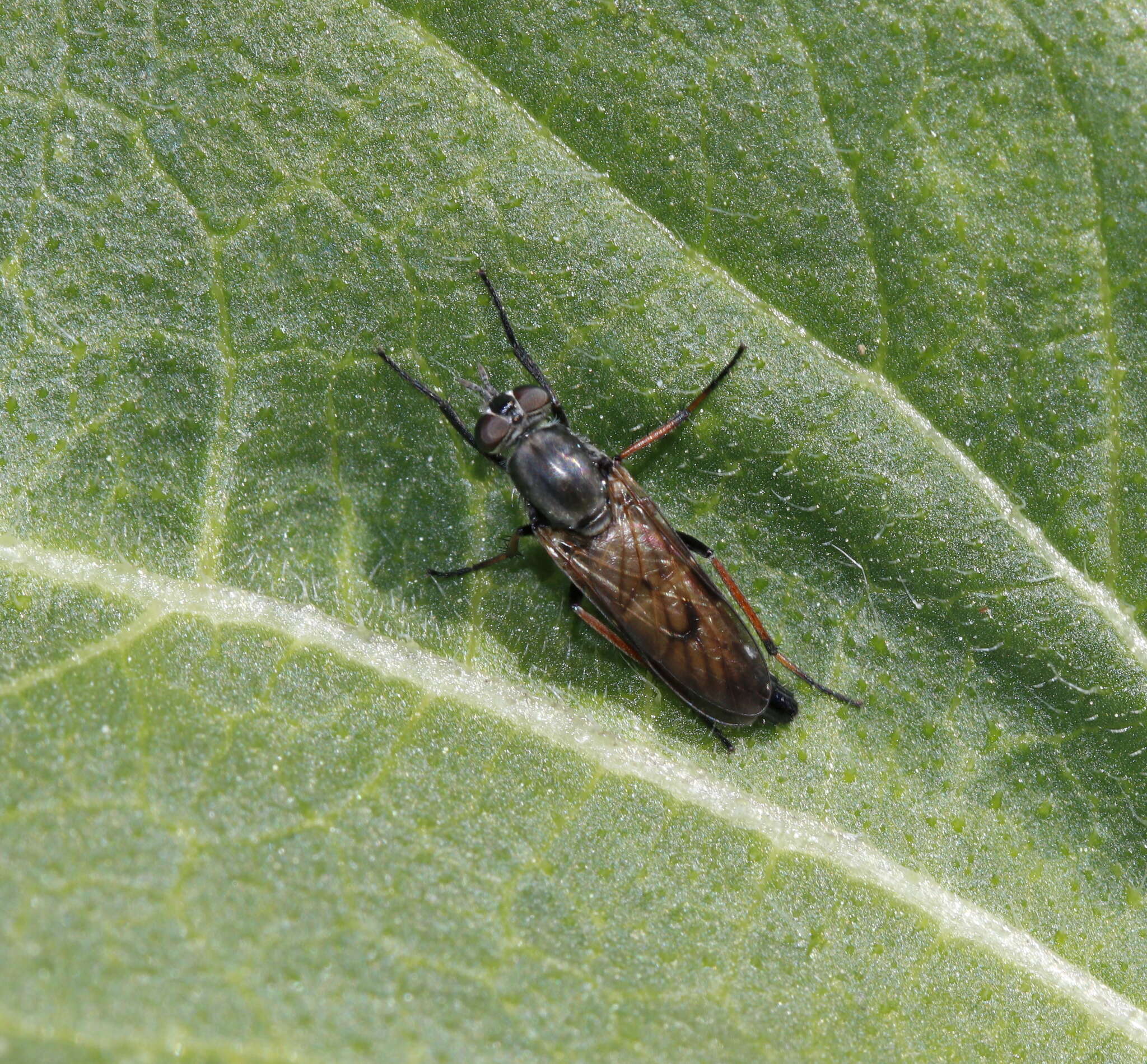 Imagem de <i>Ozodiceromyia nigrimana</i>