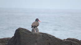 Image of Blackish Oystercatcher