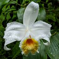 Image of Sobralia chrysostoma Dressler