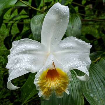 Image of Sobralia chrysostoma Dressler