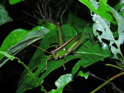 Image of Agriacris basalis (Bruner & L. 1913)