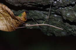 Image of Entoria miyakoensis Shiraki 1935