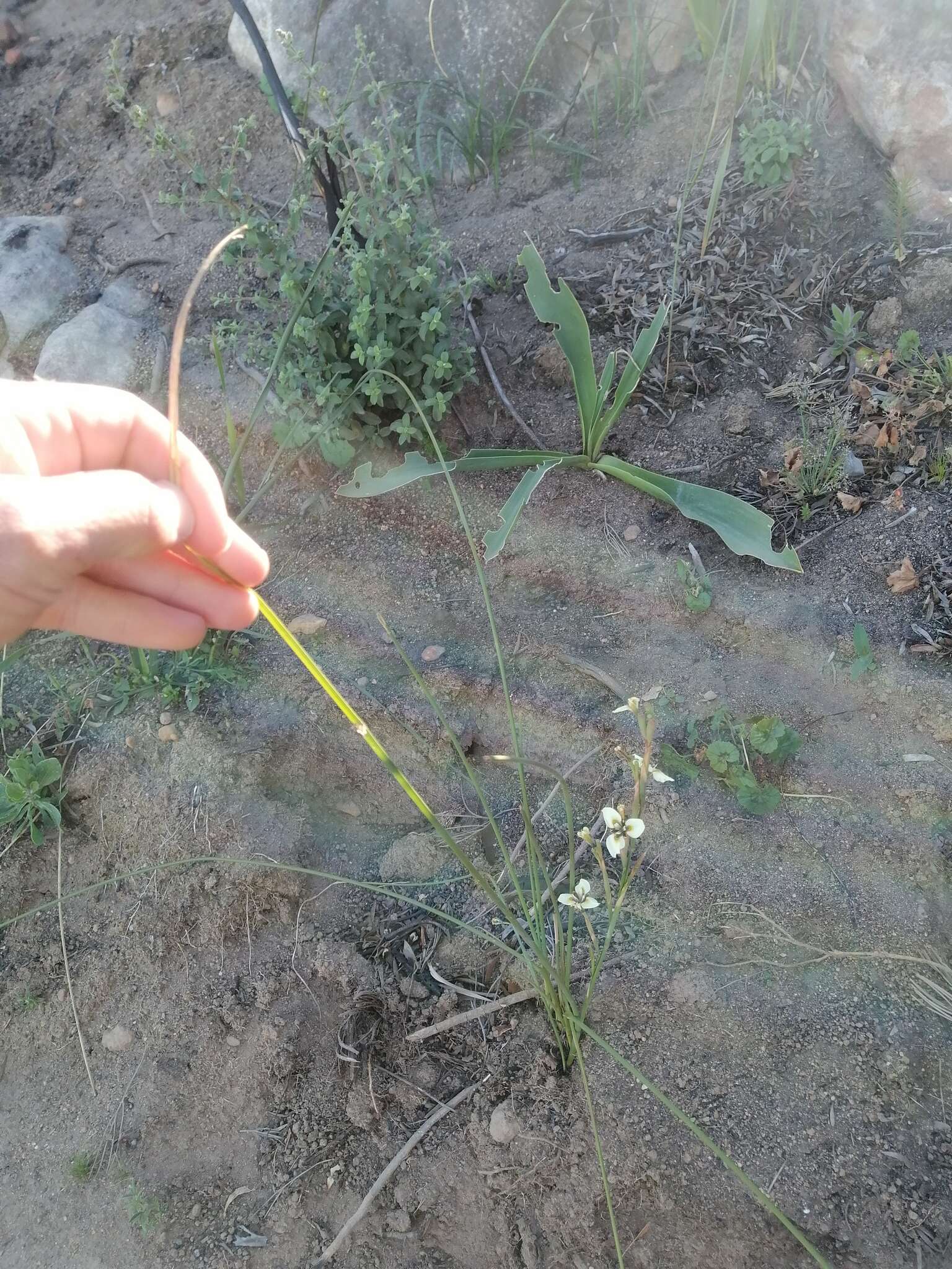 Moraea tricuspidata (L. fil.) G. J. Lewis resmi