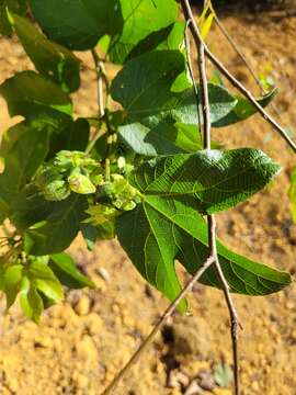 صورة Dalechampia ficifolia Lam.