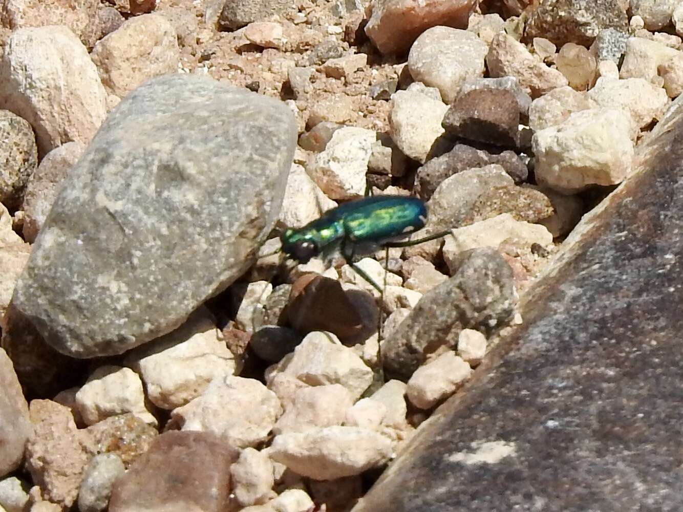 Image of Cicindela (Cicindelidia) punctulata chihuahuae Bates 1890