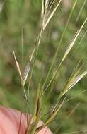 Image of Austrostipa rudis (Spreng.) S. W. L. Jacobs & J. Everett