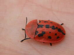 Image of Fleabane tortoise beetle