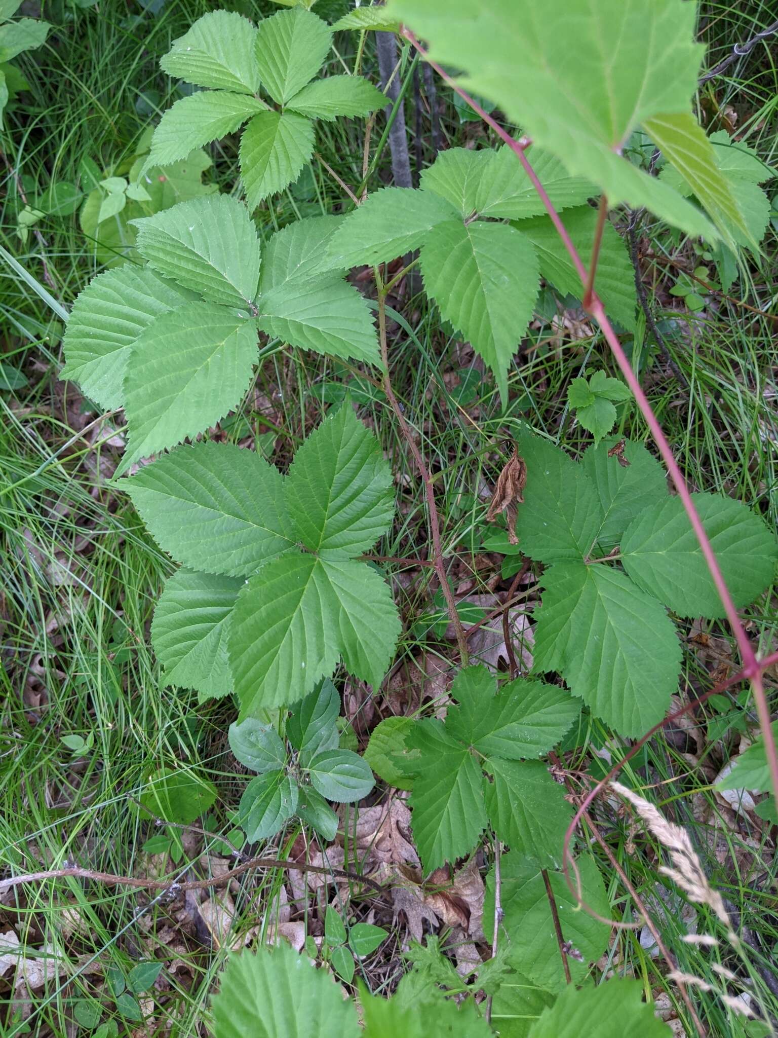 Image of Wisconsin blackberry