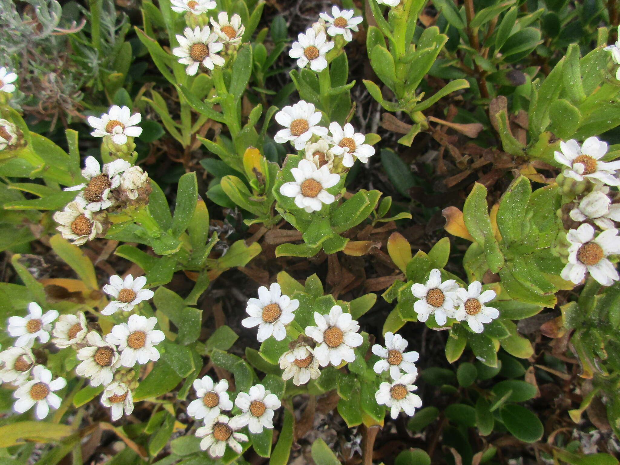 Слика од Ixodia achillaeoides subsp. arenicola Copley