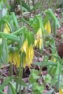 Image of largeflower bellwort