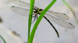 Image of Choristhemis Tillyard 1910