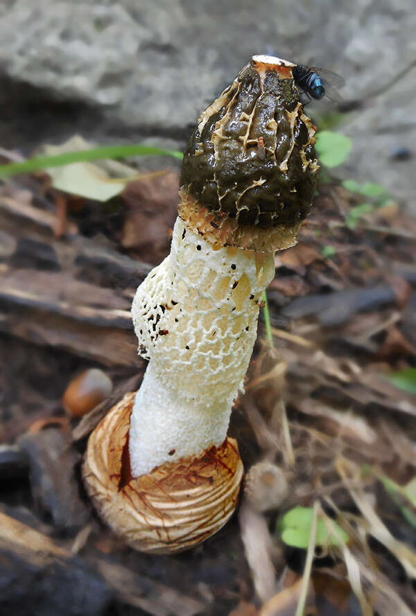 Image of Phallus impudicus var. togatus (Kalchbr.) Costantin & L. M. Dufour