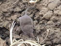 Image of Lesser Dwarf Shrew