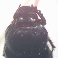 Слика од Onthophagus championi Bates 1887