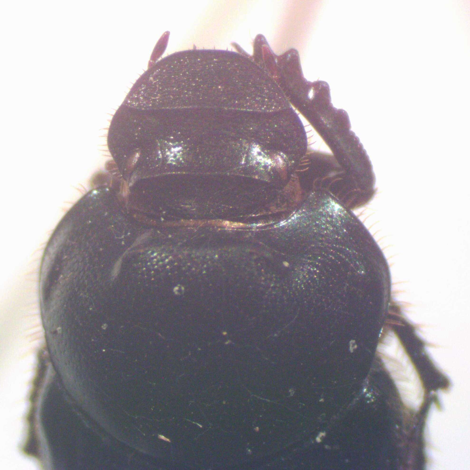 Image of Onthophagus championi Bates 1887