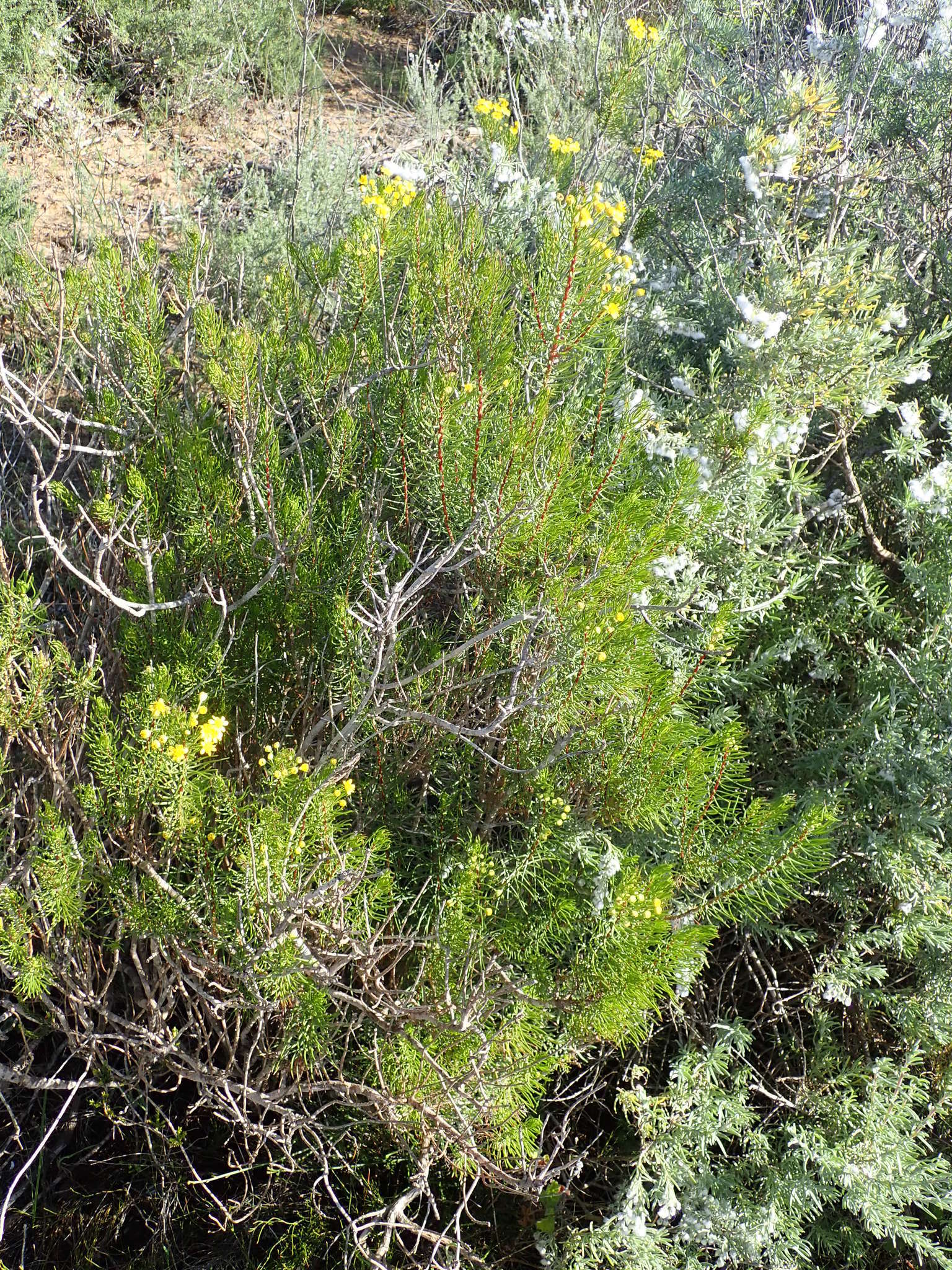 Euryops linifolius (L.) DC. resmi