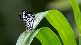 Image de Danaus (Anosia) melanippus subsp. edmondii Bougaunville 1837