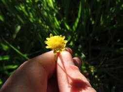 Image of Cotula pruinosa