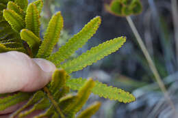 Image de Polypodium pellucidum Kaulf.