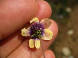 Image of Diascia decipiens K. E. Steiner