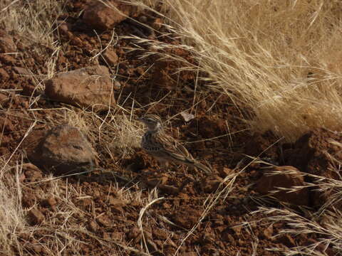 Image of Indian Bush Lark