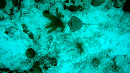 Image of Southern stingray