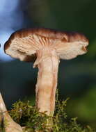 Image de Armillaria hinnulea Kile & Watling 1983