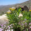 Image of Lomanthus mollendoensis (Cabrera) B. Nord.