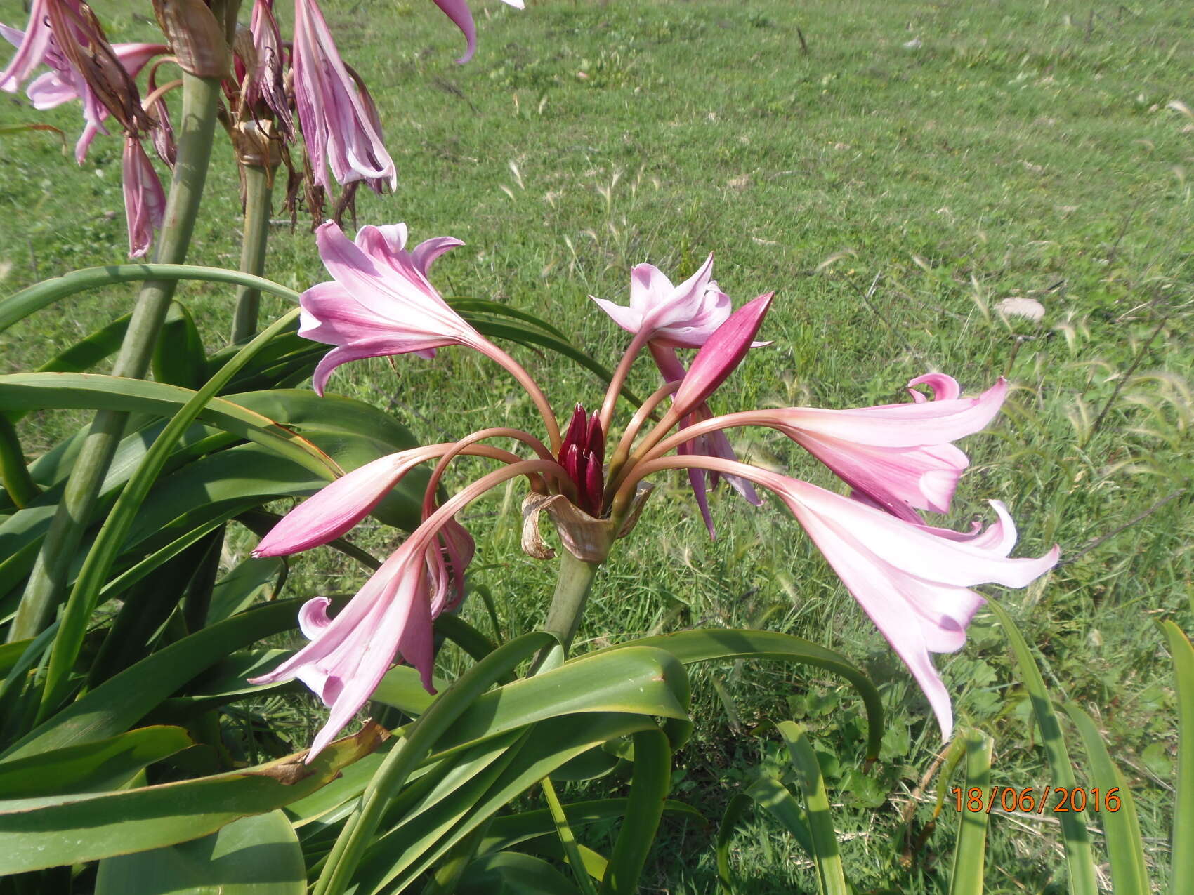 Image of Crinum powellii Baker