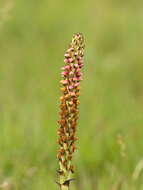 Image of Disa versicolor Rchb. fil.