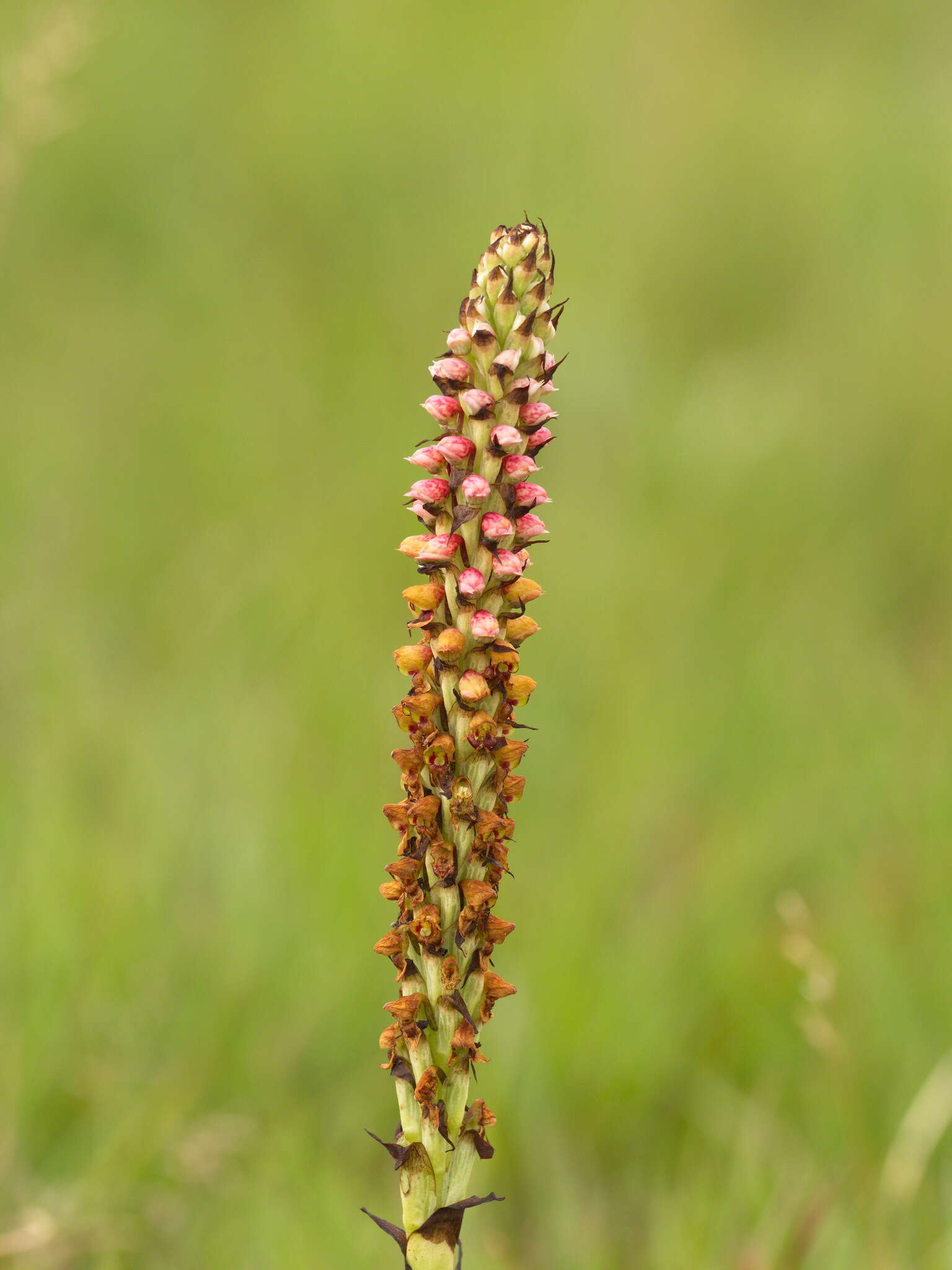 Image of Disa versicolor Rchb. fil.