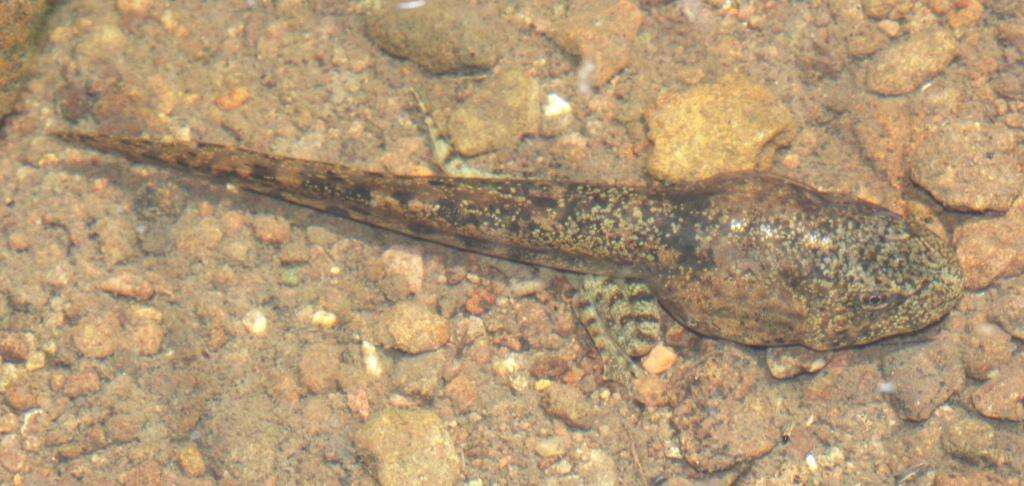 Image of Amietia vertebralis (Hewitt 1927)