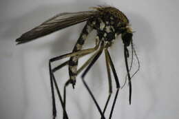 Image of Aedes aurifer (Coquillett 1903)