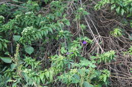 Image of Ageratina brevipes (DC.) R. King & H. Rob.