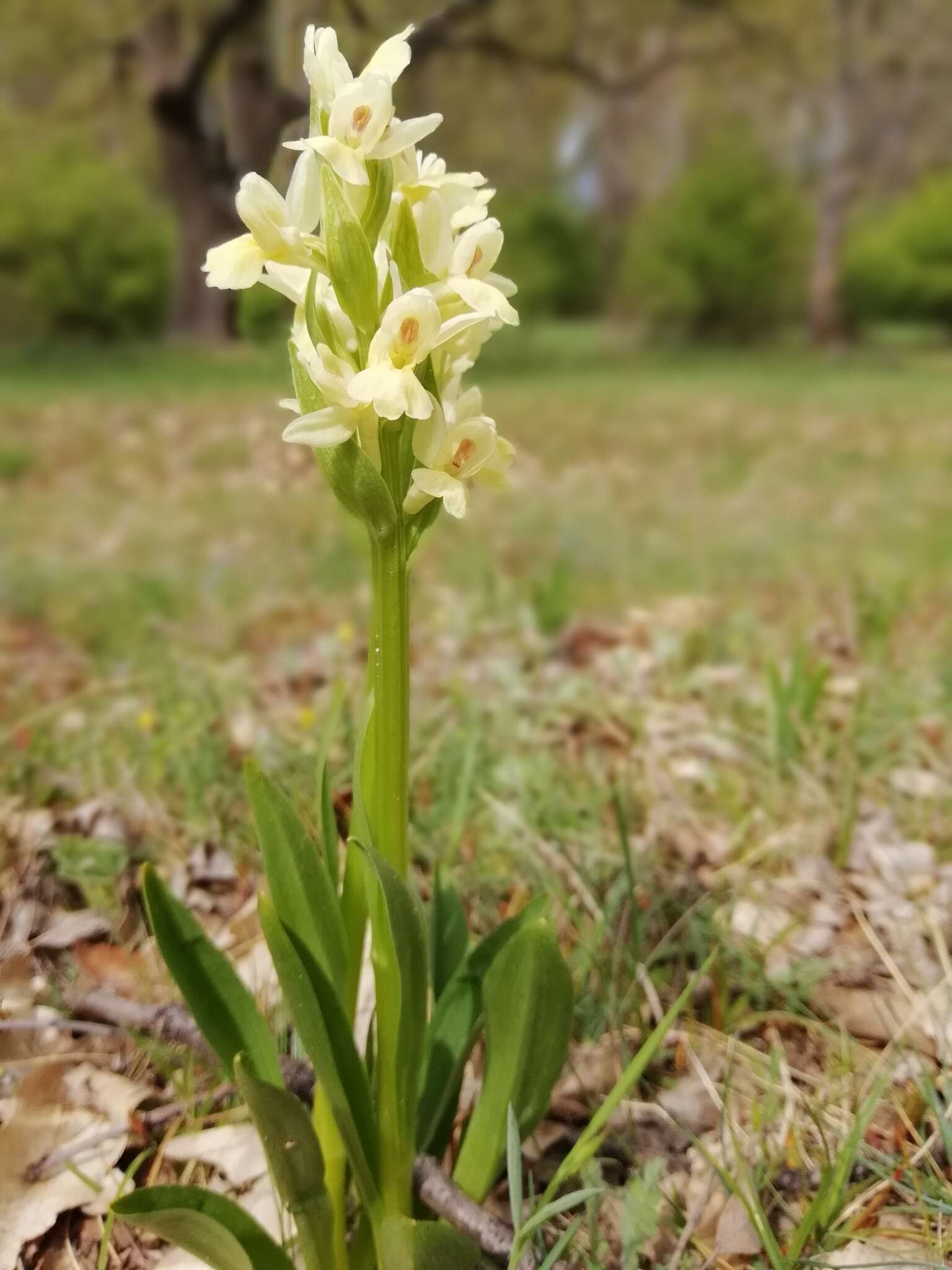 Image de Dactylorhiza insularis (Sommier) Ó. Sánchez & Herrero