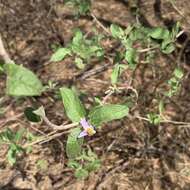 Image of Solanum tettense Klotzsch