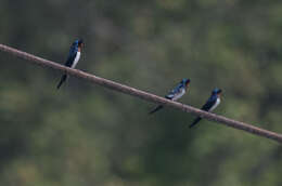 Hirundo lucida Hartlaub 1858 resmi