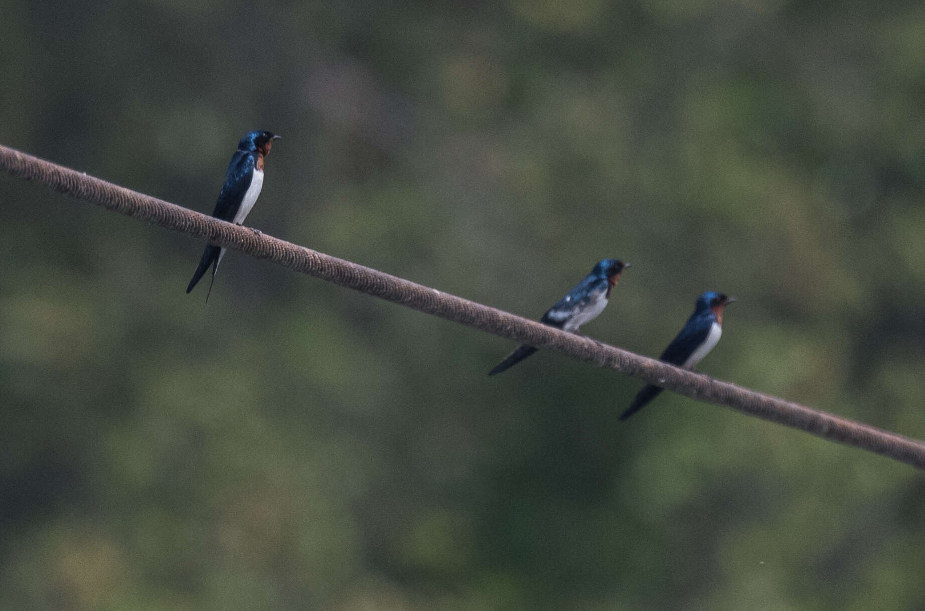 Hirundo lucida Hartlaub 1858 resmi