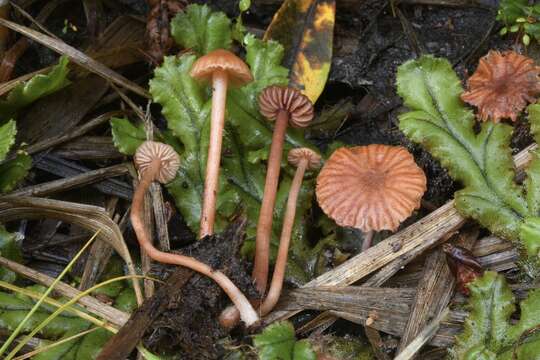 Image de Laccaria pumila Fayod 1893