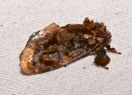 Image of Beutenmueller's Slug Moth