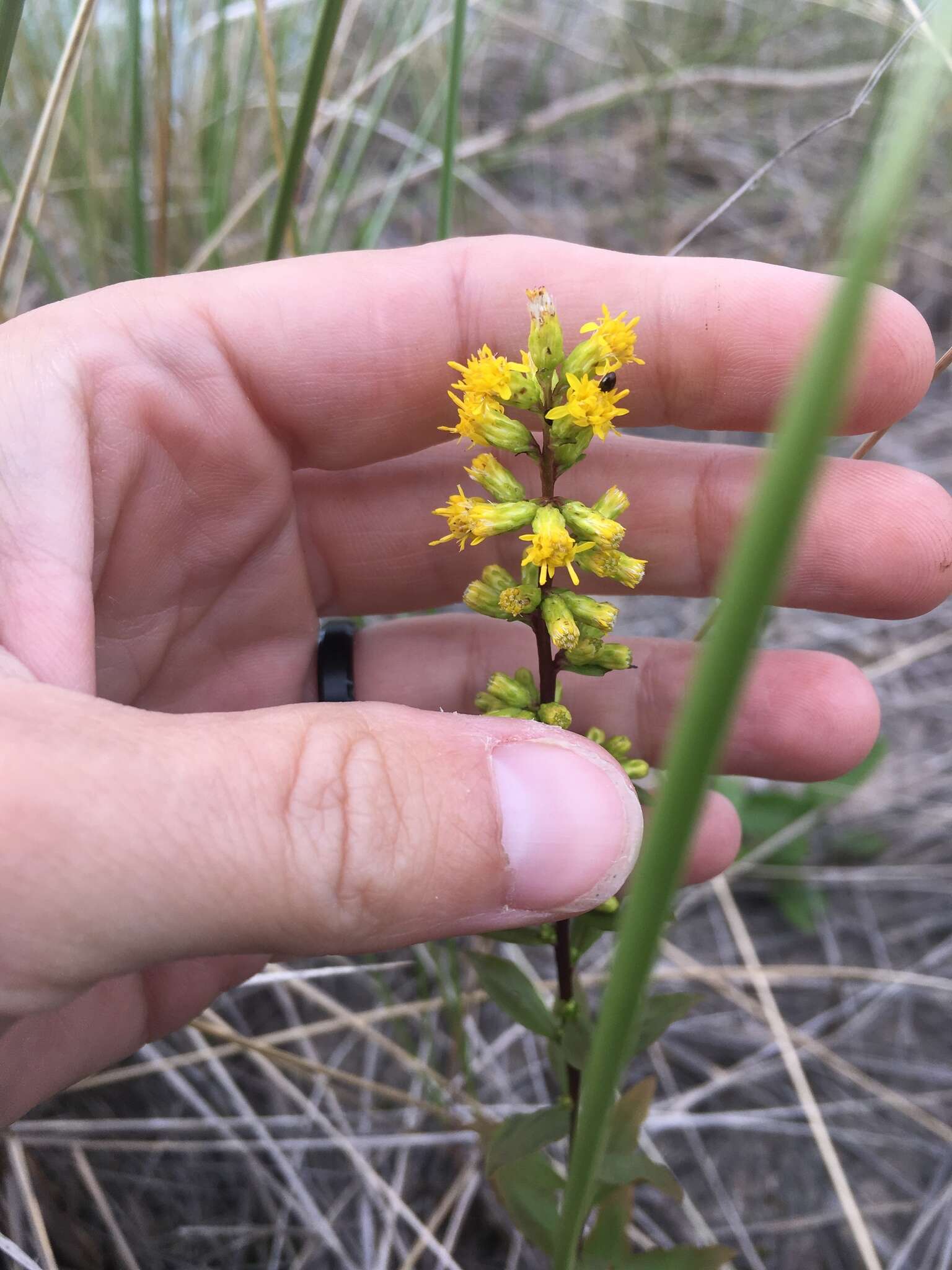 صورة Solidago hispida Muhl. ex Willd.