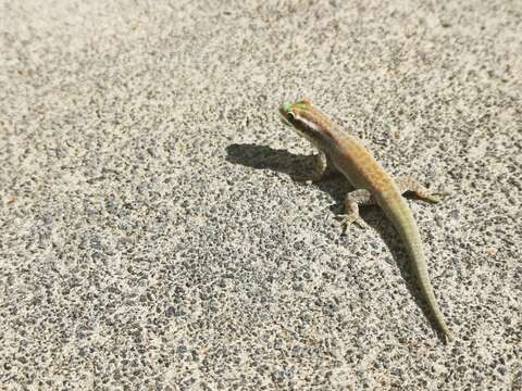 Image of Mauritius ornate day gecko