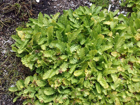 Image of Leptinella potentillina F. Müll.