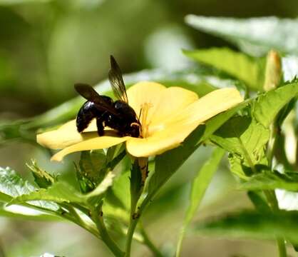 Xylocopa cubaecola Lucas 1857 resmi